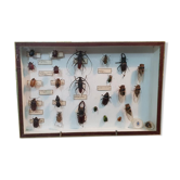 Entomology box Insect box
