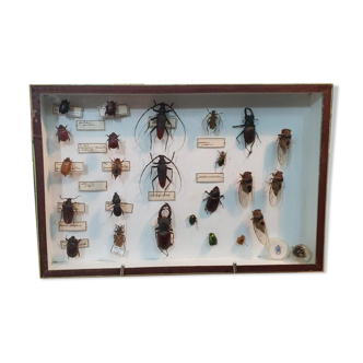 Entomology box Insect box