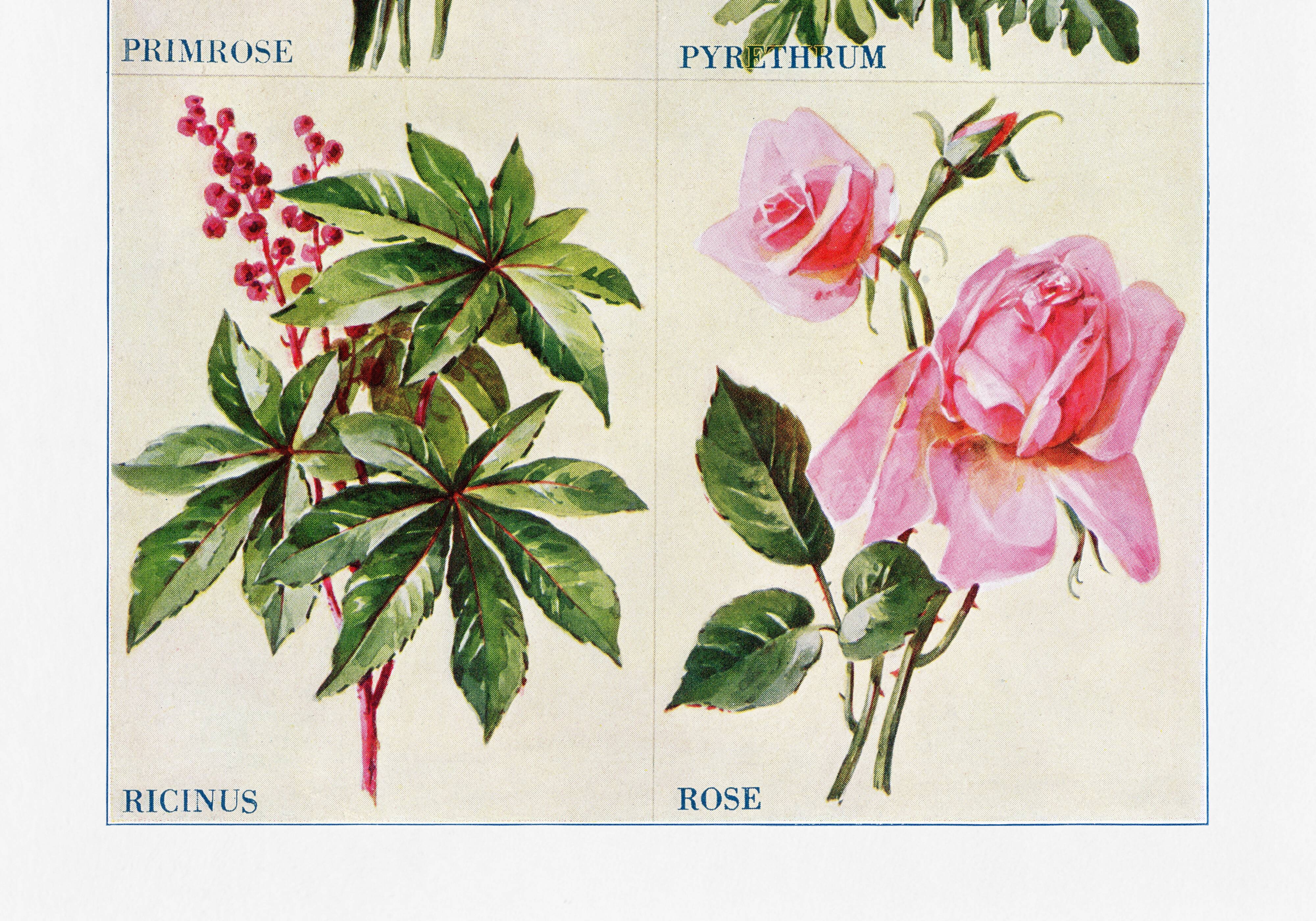 Affiche sur les primevères, pyrèthres, ricins et roses