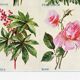 Poster about primroses, pyrethrums, castor beans and roses