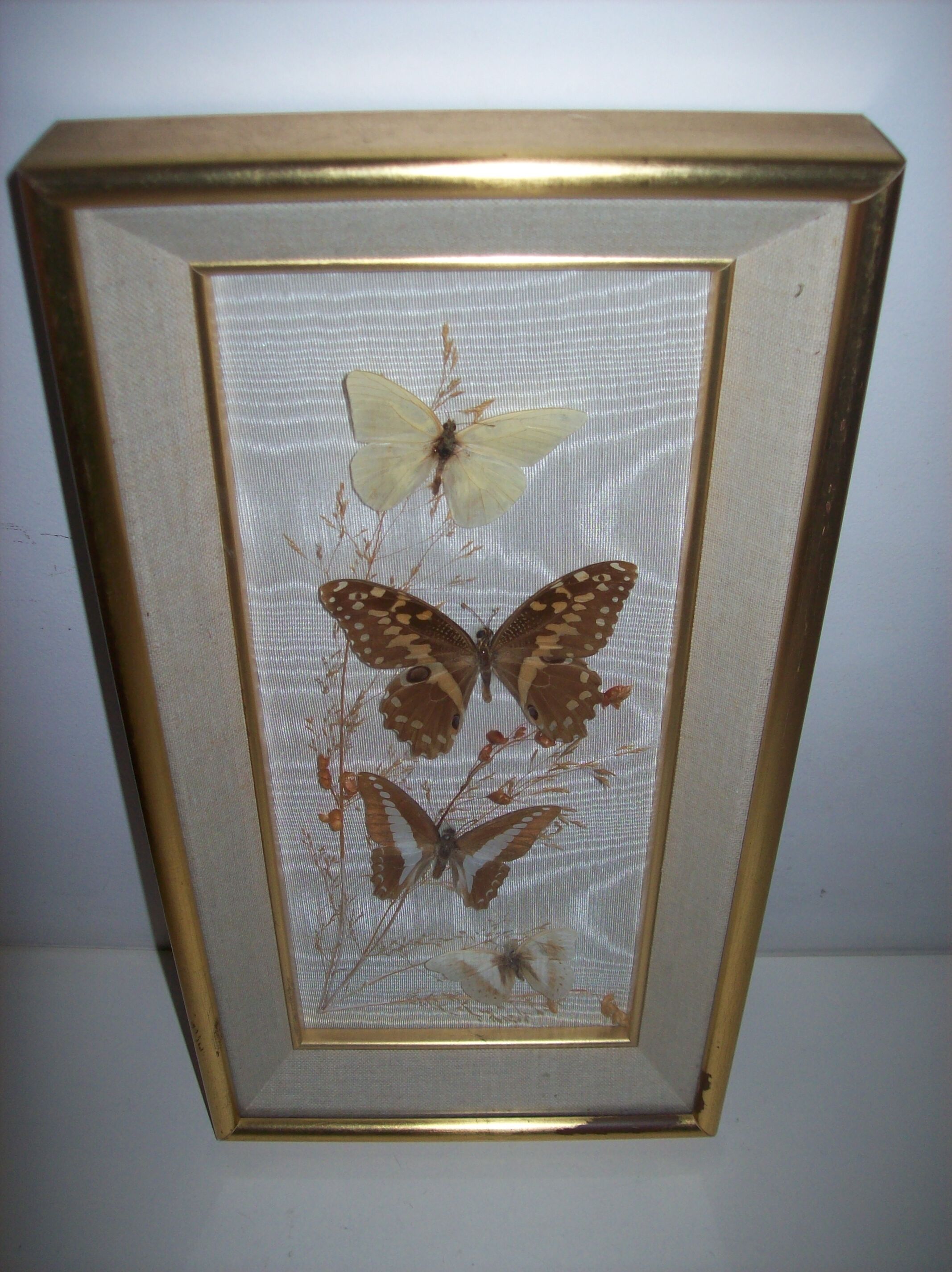Butterfly stuffed under frame