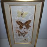 Butterfly stuffed under frame
