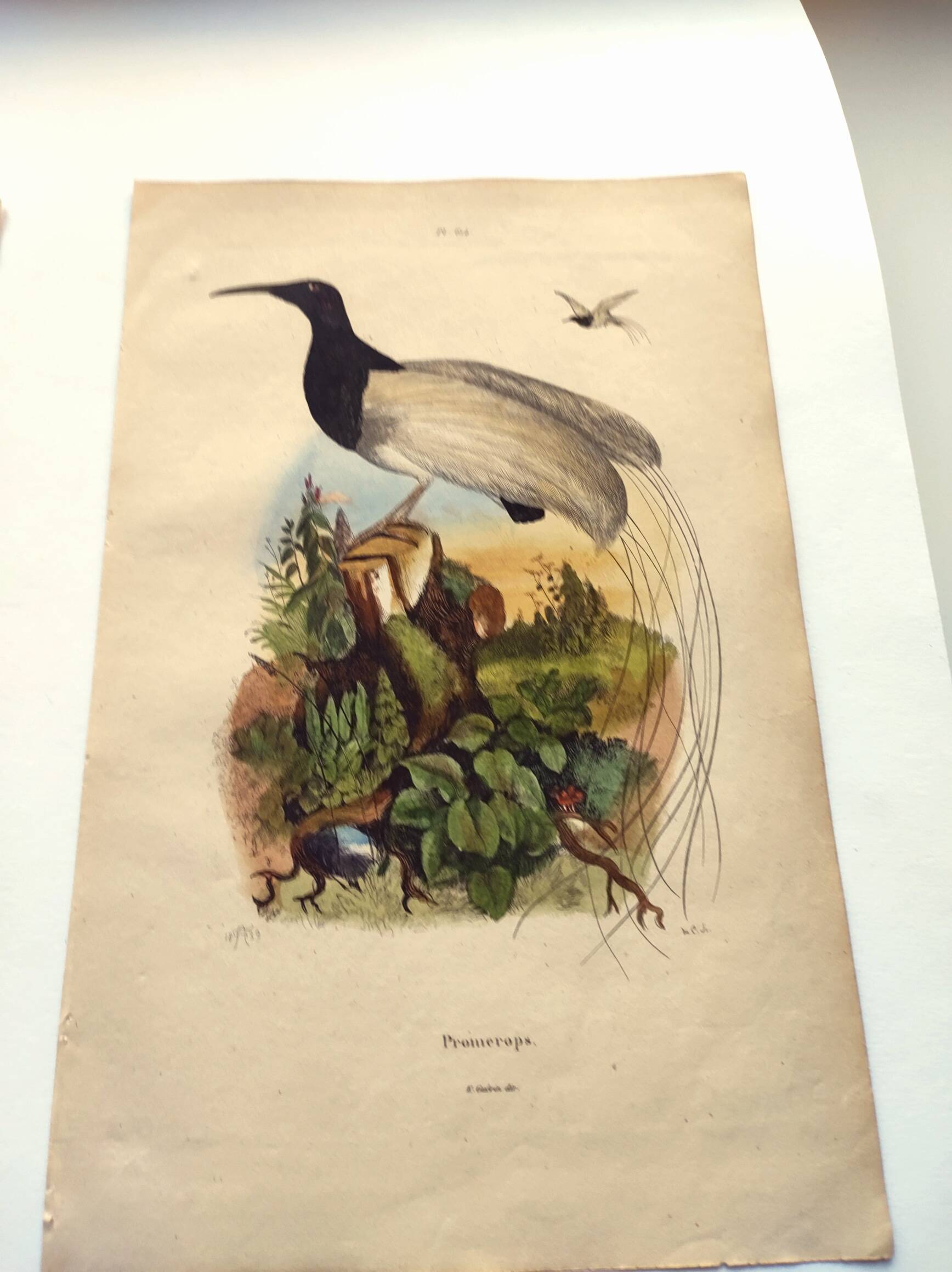 Antique engraving from 1839 -Promerops bird- hand-colored, by DuCasse
