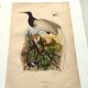 Gravure ancienne de 1839 -Oiseau Promerops- coloriée à la main, de DuCasse