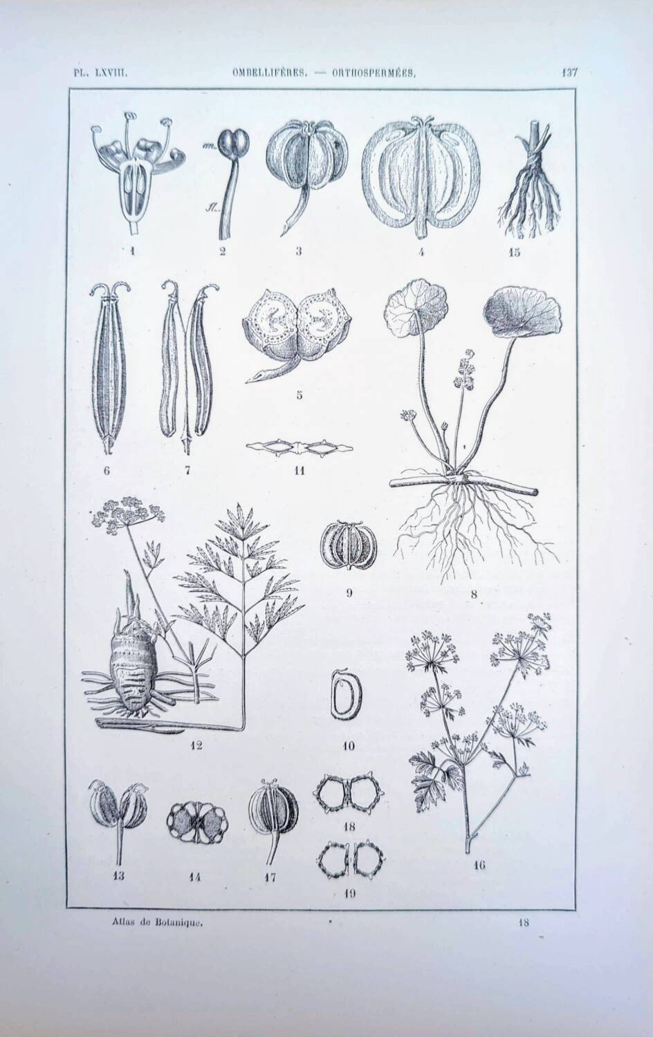 Imprimée en 1889, ombellifères et Cie. Planche botanique ancienne.