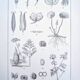 Imprimée en 1889, ombellifères et Cie. Planche botanique ancienne.