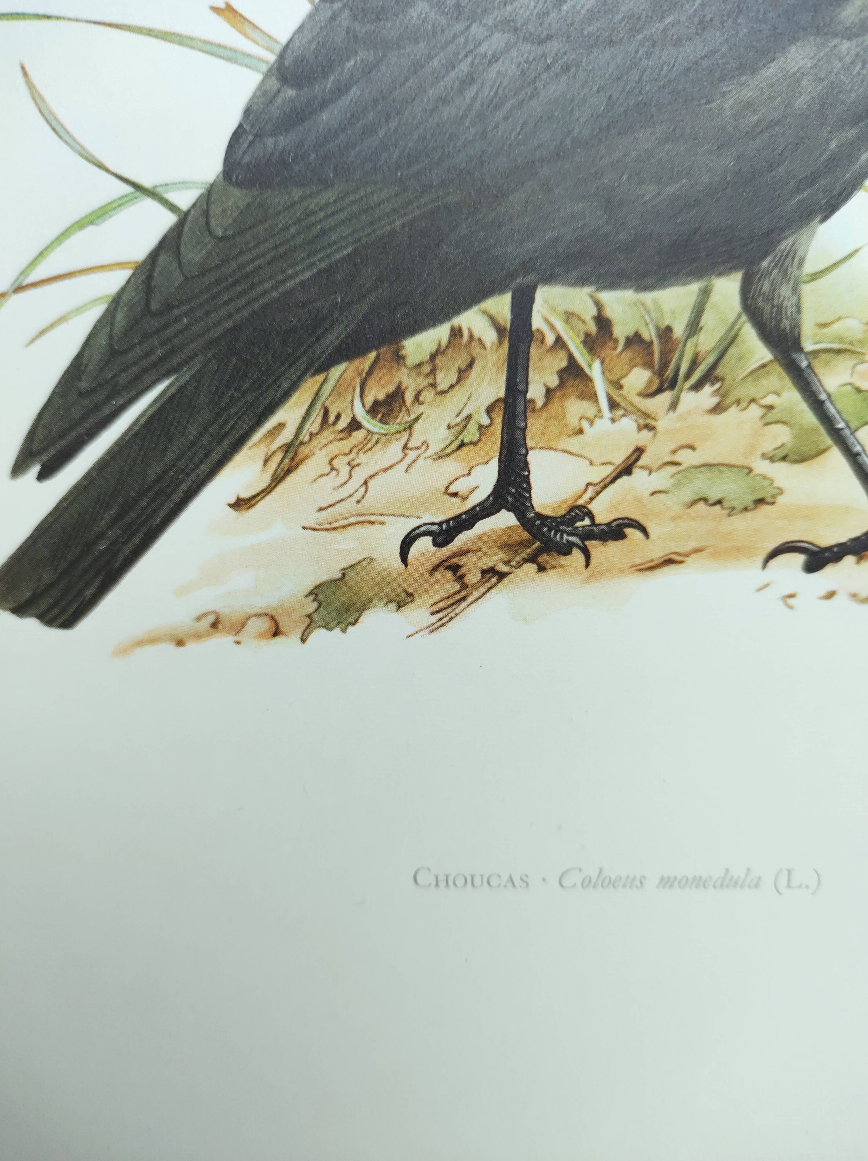 Bird board 1960s - Jackdaw - Vintage zoological and ornithological illustration