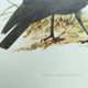 Bird board 1960s - Jackdaw - Vintage zoological and ornithological illustration