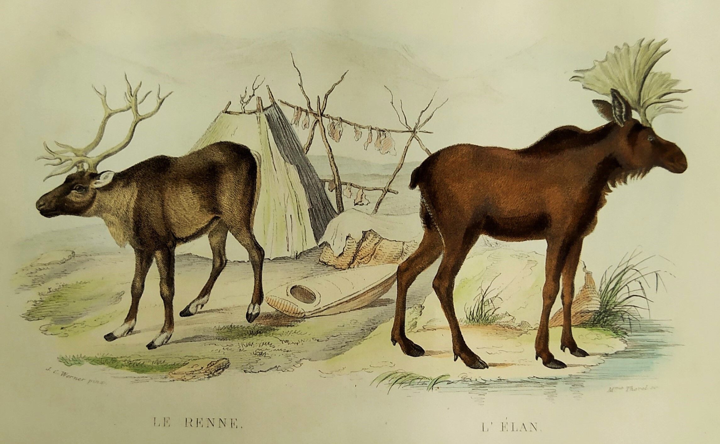 Zoological plank, original "renne - Elan " Buffon 1840