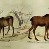 Zoological plank, original "renne - Elan " Buffon 1840