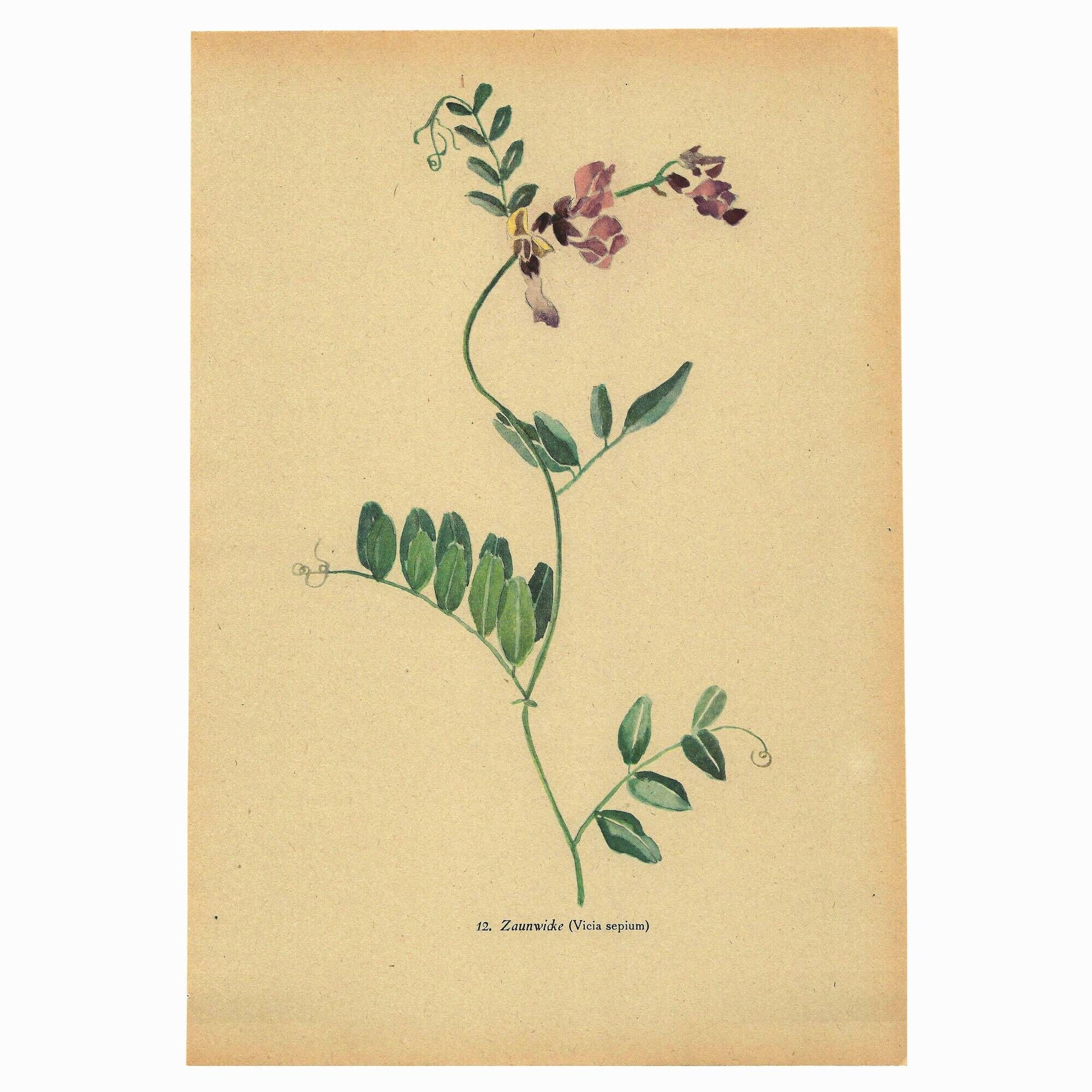 Old illustration 1948 - Vetch - Meadow flower. Botanical plate.