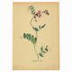 Old illustration 1948 - Vetch - Meadow flower. Botanical plate.