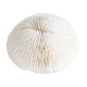 Corail blanc, années 70