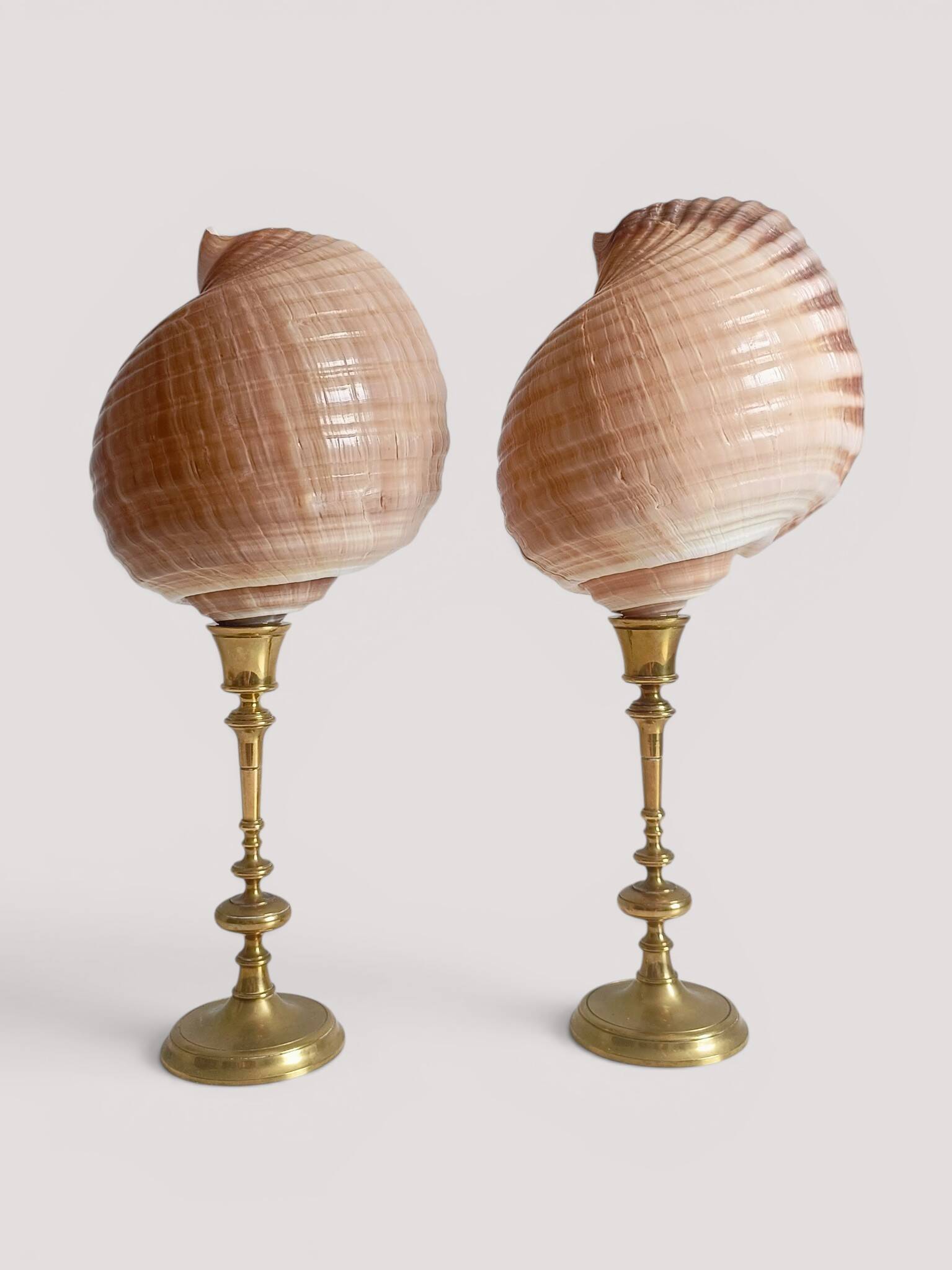 Pair of natural shells on a mid-century Swedish Skultuna brass candelabrum.