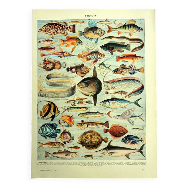 Lithographie ancienne 1928 A. Millot - Poissons — Beyit