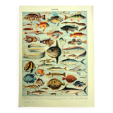 Old lithograph 1928 A. Millot - Fish