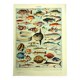 Old lithograph 1928 A. Millot - Fish