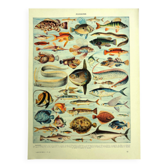 Old lithograph 1928 A. Millot - Fish