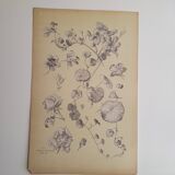 Botanical plate