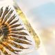 Large pair of gold plated muranoglass sconces by Peill & Putzler