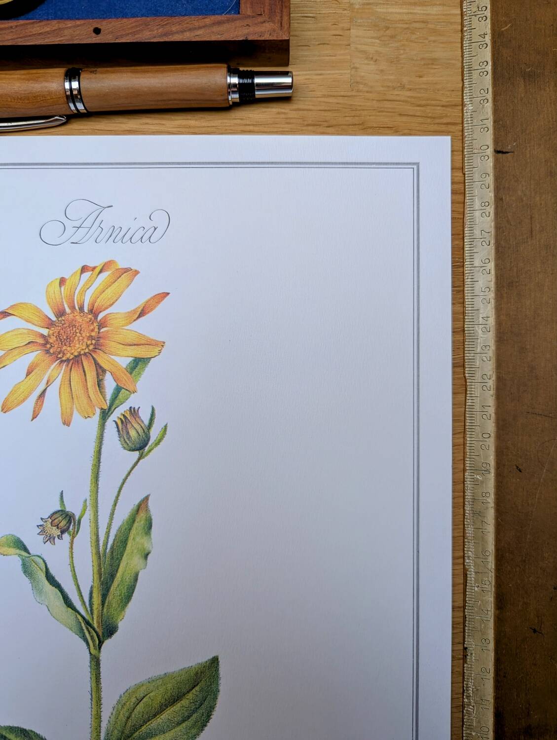 Printed in 1986, Arnica botanical plate.