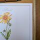 Imprimée en 1986, planche botanique Arnica.