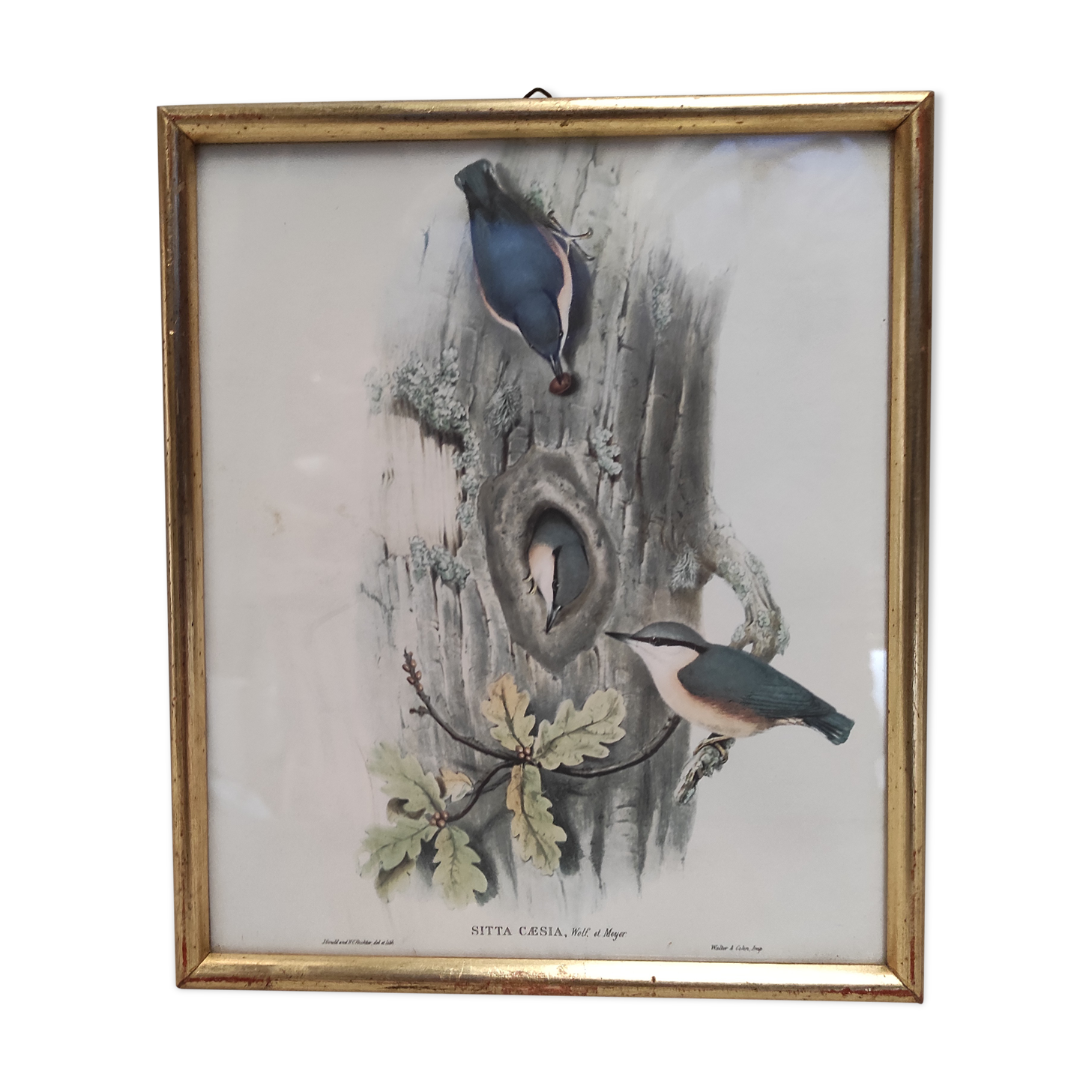 Lithography illustration bird Sitta Caesia vintage engraving golden frame
