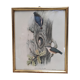 Lithography illustration bird Sitta Caesia vintage engraving golden frame