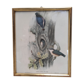 Lithographie illustration oiseau Sitta Caesia vintage gravure cadre doré