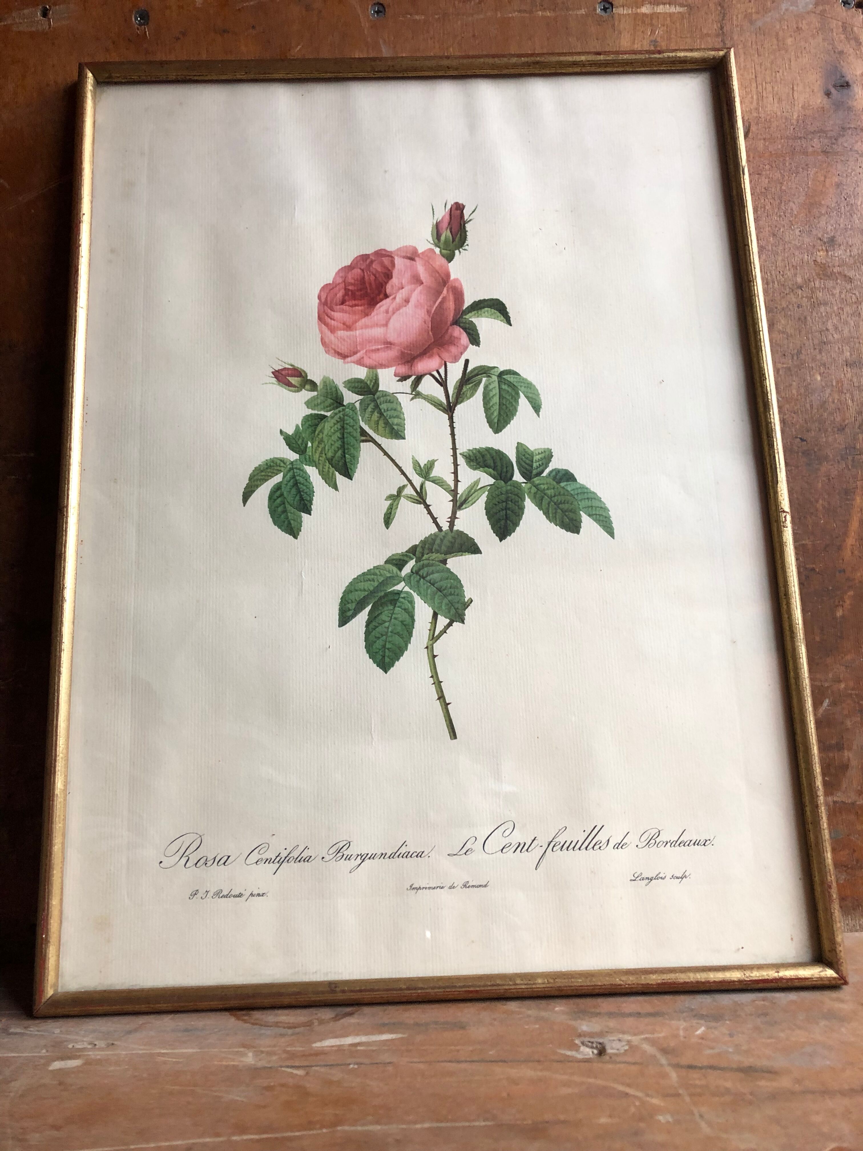 Ancienne lithographie planche botanique rose cent feuilles bordeaux vintage