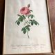 Ancienne lithographie planche botanique rose cent feuilles bordeaux vintage