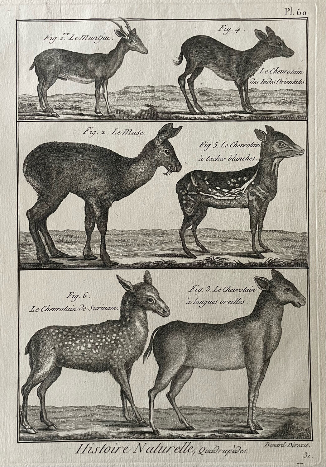 Gravure Livre ancien XVIIIe Buffon, Bonnaterre, Histoire naturelle, Quadrupèdes, Mammifères