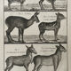 Gravure Livre ancien XVIIIe Buffon, Bonnaterre, Histoire naturelle, Quadrupèdes, Mammifères