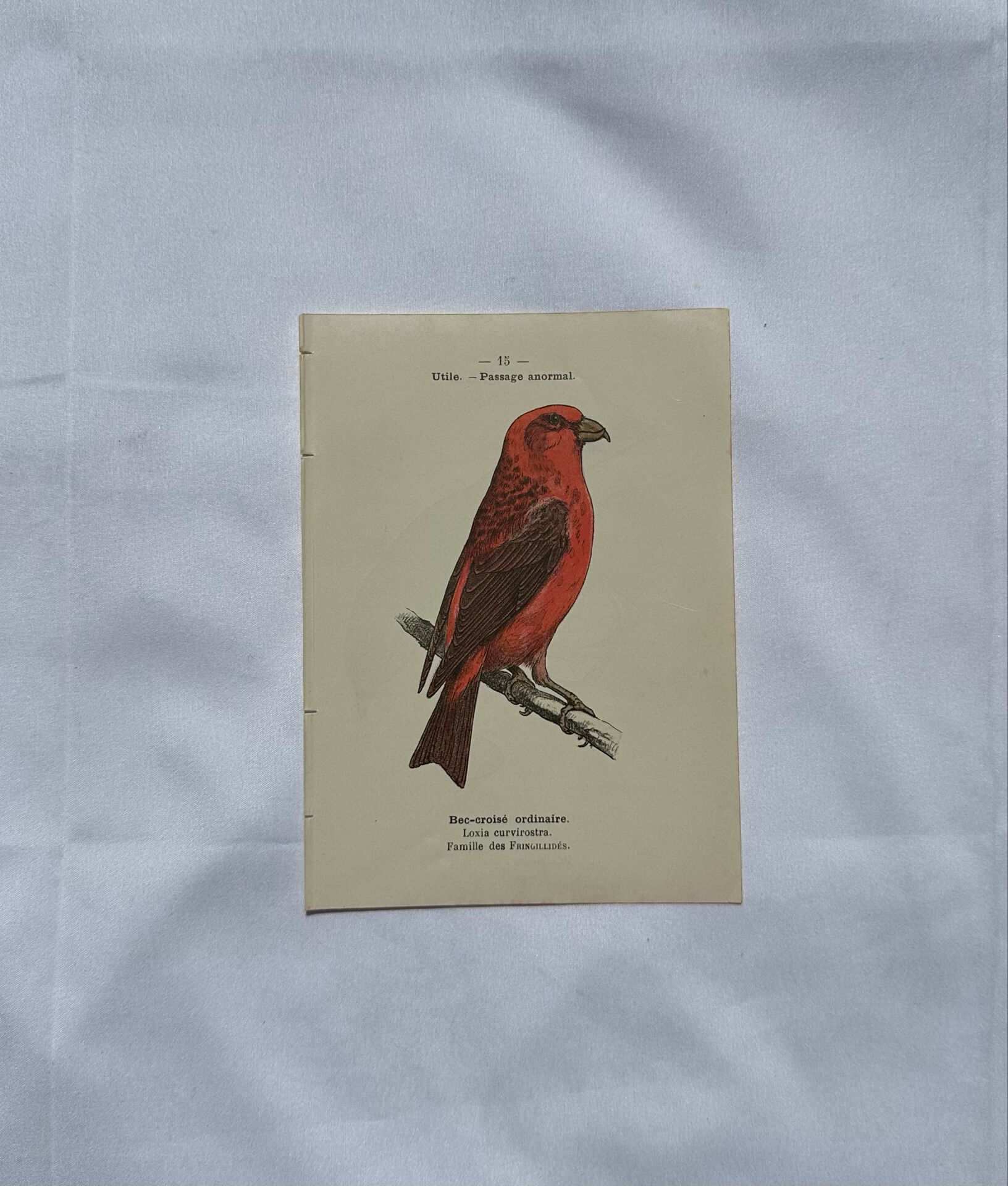 Botanical Plate Engraving of Birds, Naturalist, 19th Century, Double-sided A