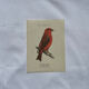 Botanical Plate Engraving of Birds, Naturalist, 19th Century, Double-sided A