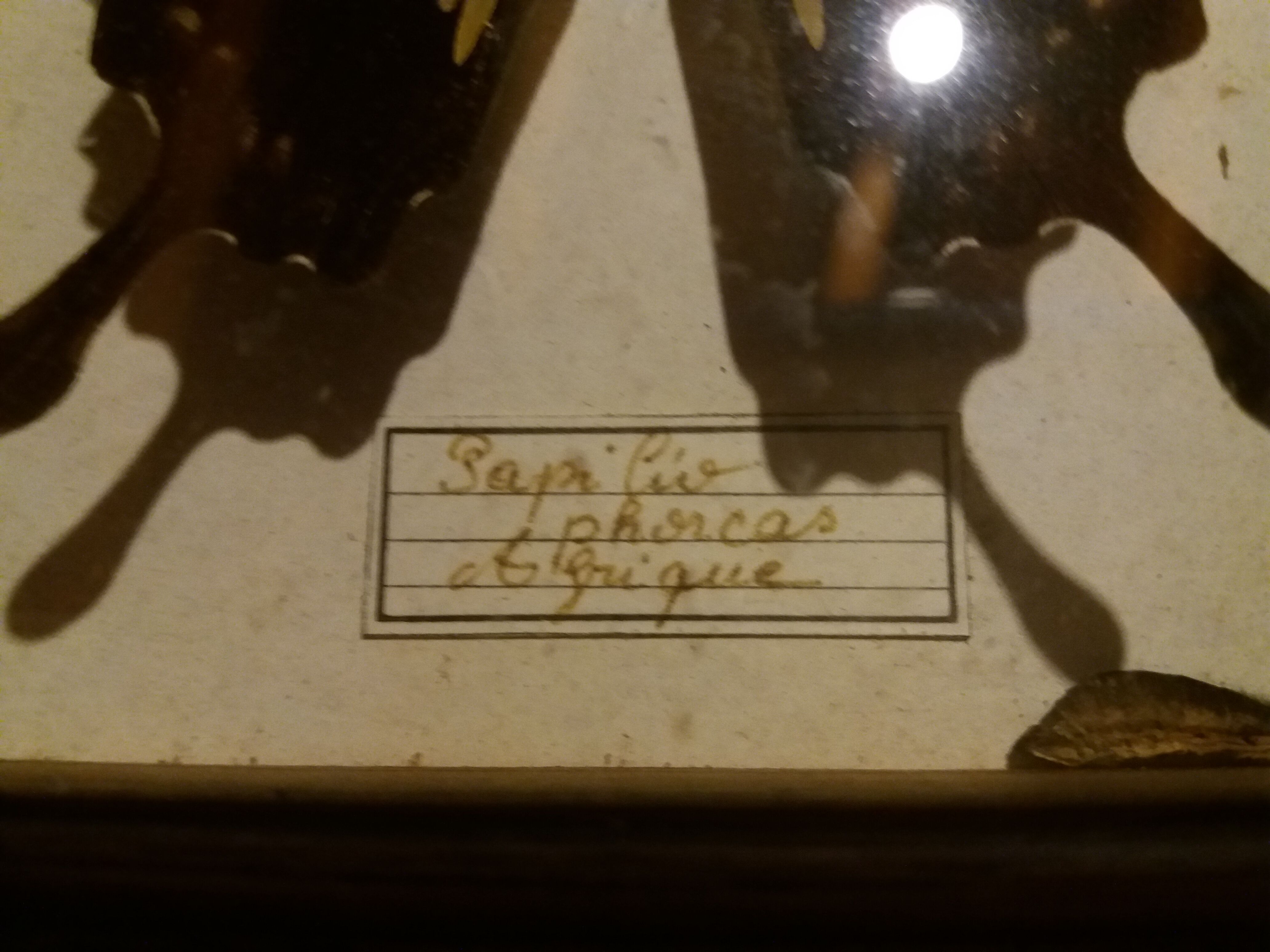 Butterfly papilio phorcas framework