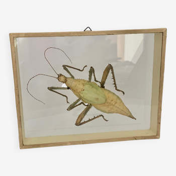 Vintage glass frame with grasshopper