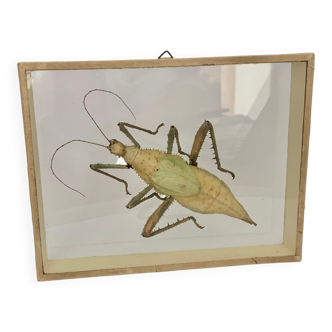 Vintage glass frame with grasshopper