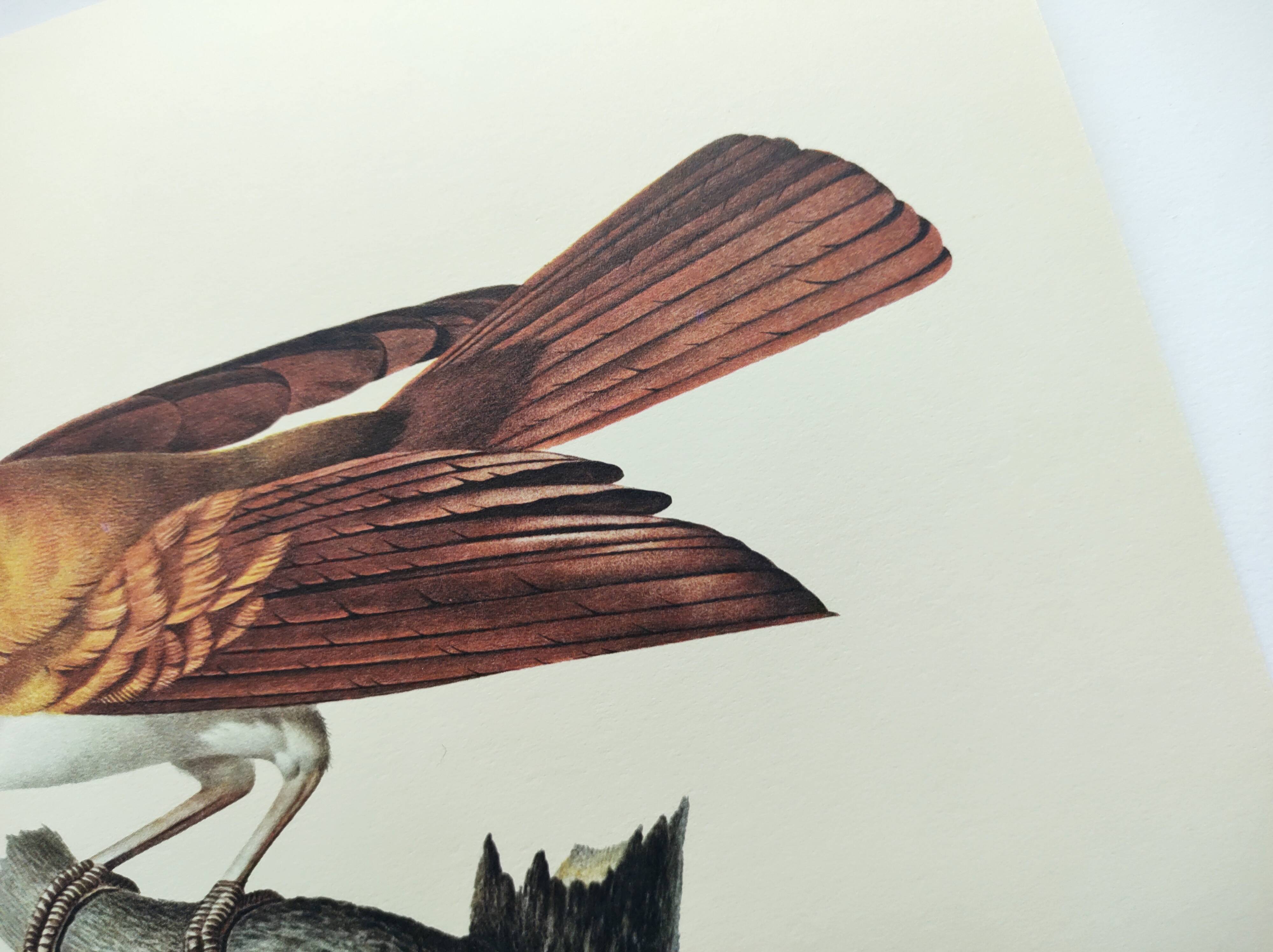 Planche ancienne -Petit Paradisier émeraude- Illustration zoologique