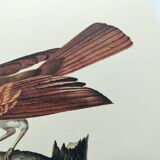 Old plate - Small Emerald Bird of Paradise - Zoological illustration