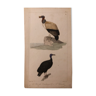 Lithograph late 19th watercolor birds.