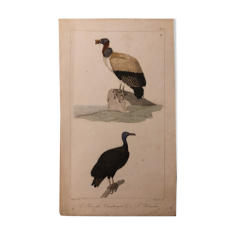 Lithographie fin 19e oiseaux aquarellés