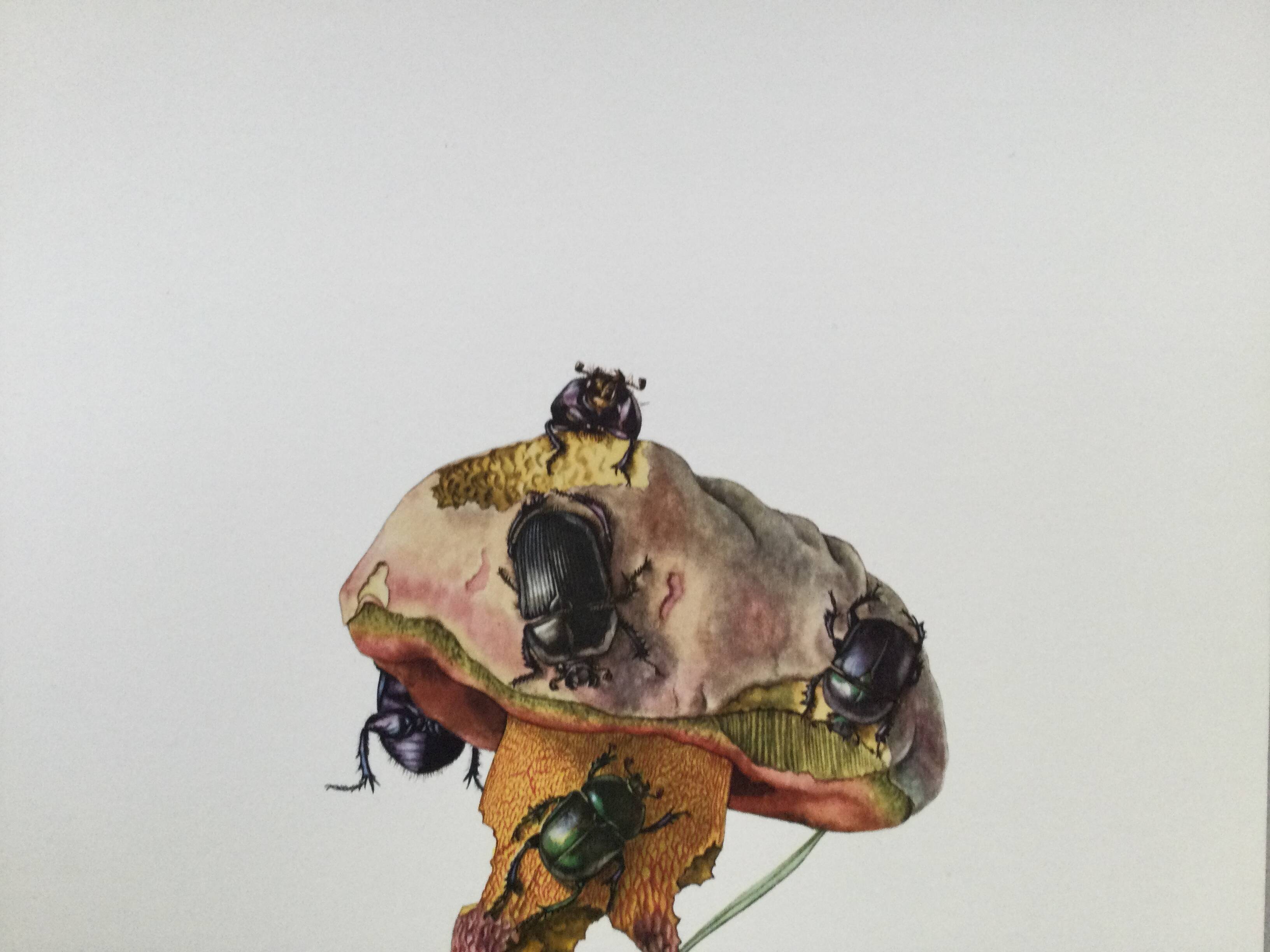 Vintage Insect Print, Old Illustration from the 60s