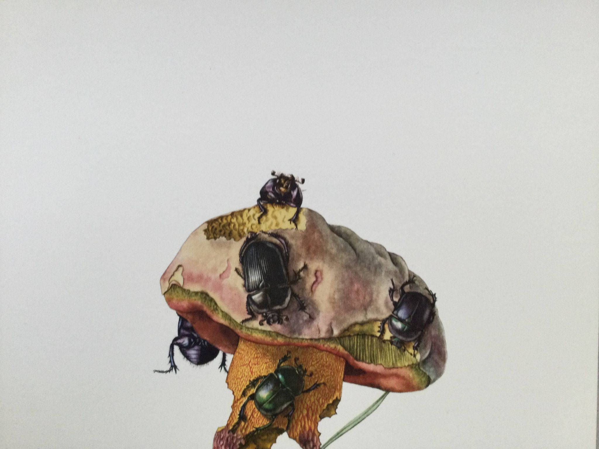 Impression vintage Insectes, Illustration ancienne année 60