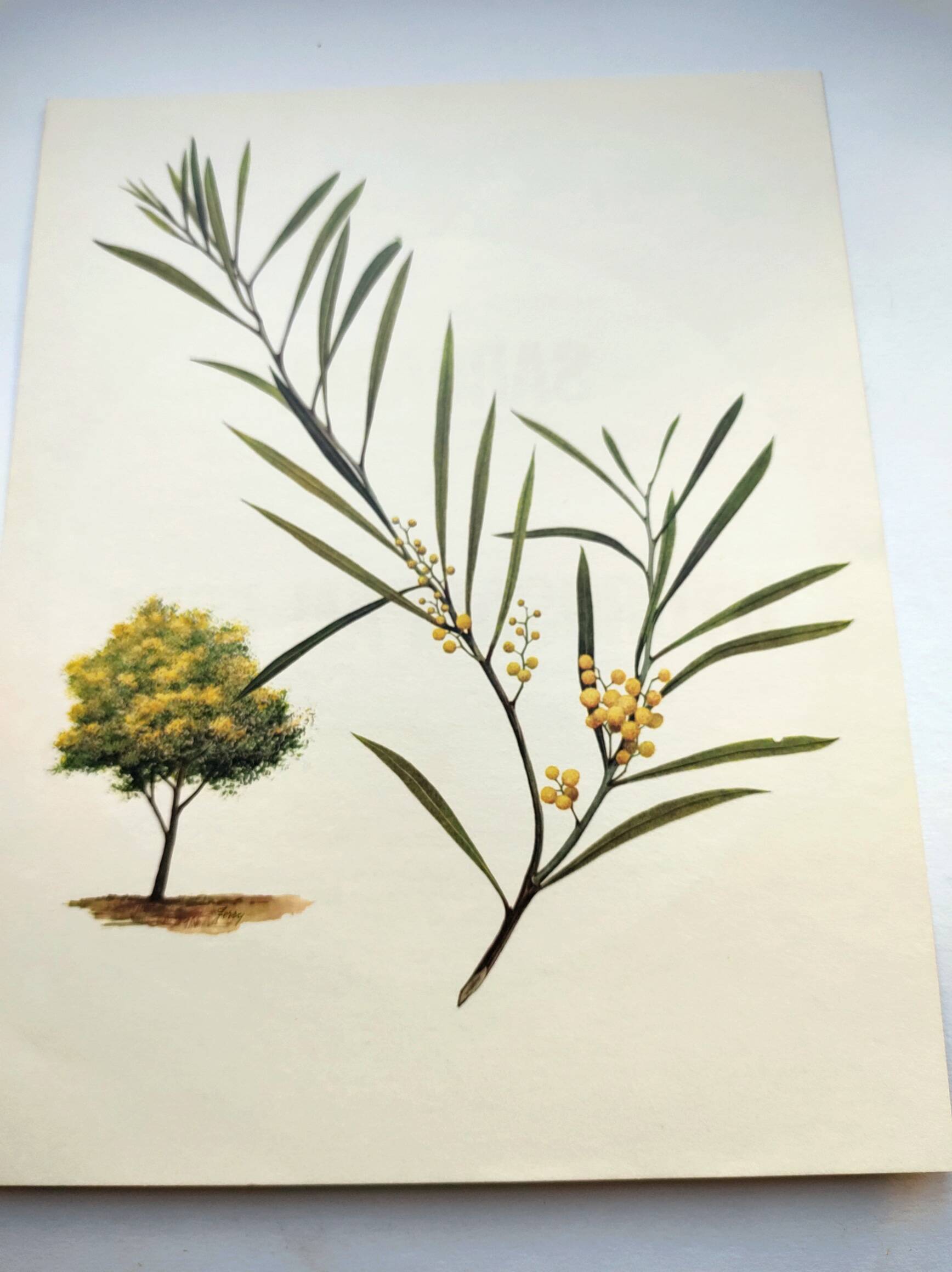 Acacia Illustration - Vintage Nature Plate - Botanical Tree from the 60s