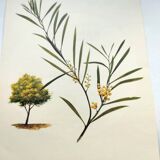 Acacia Illustration - Vintage Nature Plate - Botanical Tree from the 60s
