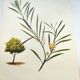 Acacia Illustration - Vintage Nature Plate - Botanical Tree from the 60s