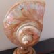 Vintage shell lamp
