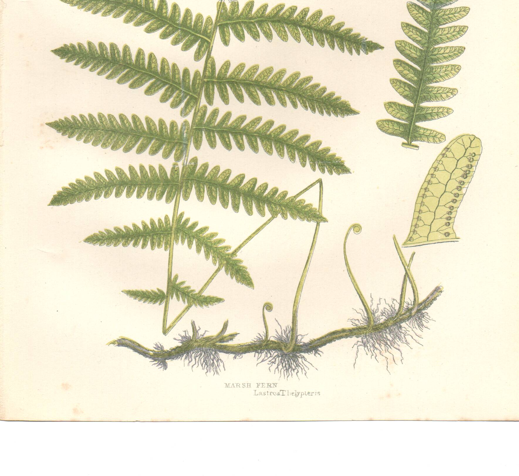 Planche ancienne botanique 1889 - Fougère des marais par A. Pratt. Gravure