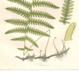 Planche ancienne botanique 1889 - Fougère des marais par A. Pratt. Gravure